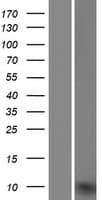 UQCRQ Protein (Over-Expression Lysate Myc-DDK (Flag))