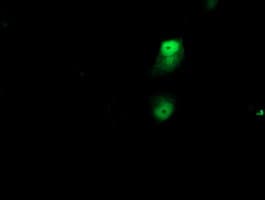 NAPE-PLD Antibody (clone OTI7B9)