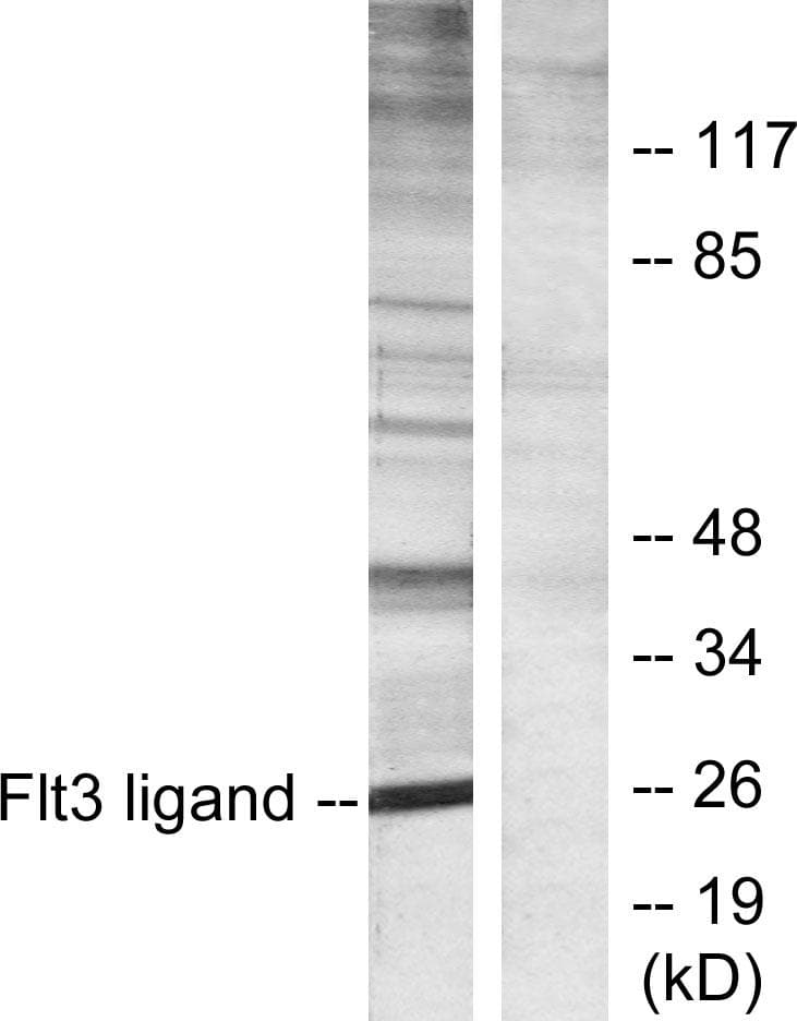 FLT3LG / Flt3 Ligand Antibody