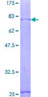 Human GABRA1 Protein (Recombinant GST)