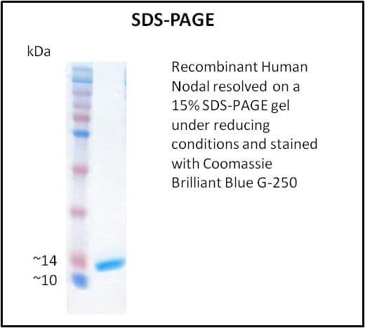 Human NODAL Protein (Recombinant)