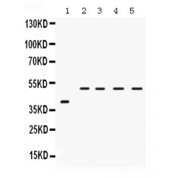 IRF2 Antibody (aa317-348)