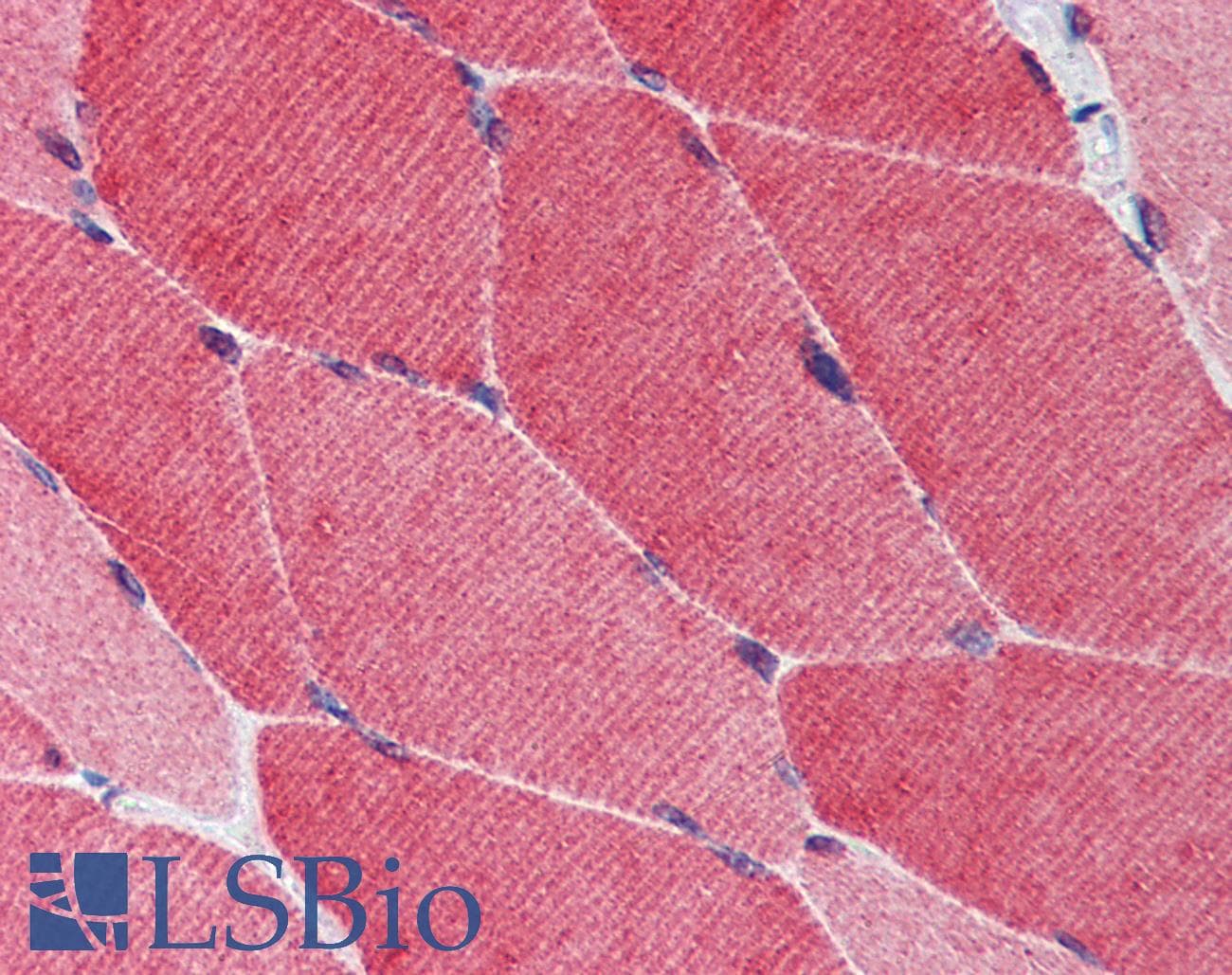 IHC-plus™ TRIM5 Antibody