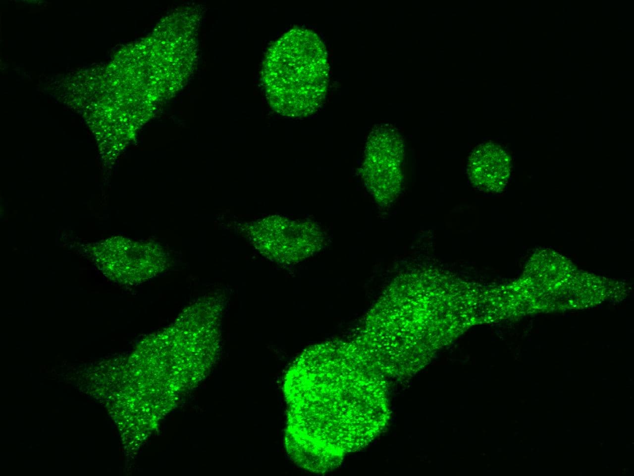 MTHFD1 Antibody (Preservative Free)