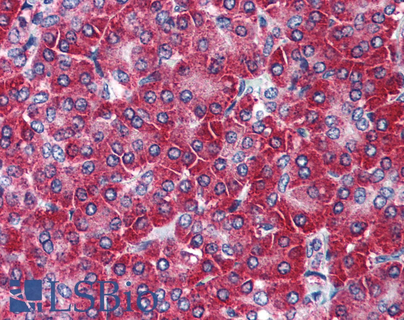 IHC-plus™ ANAPC10 / APC10 Antibody