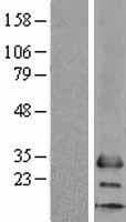 MS4A6A / MS4A Protein (Over-Expression Lysate Myc-DDK (Flag))