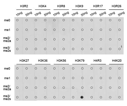 Histone H3 Antibody (Tri-Methyl-Lys79)