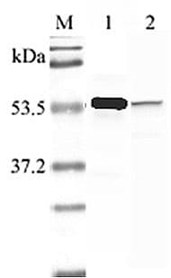 IHC-plus™ Polyclonal Rabbit anti-Human NAMPT / Visfatin Antibody (aa413-431, IHC, WB)