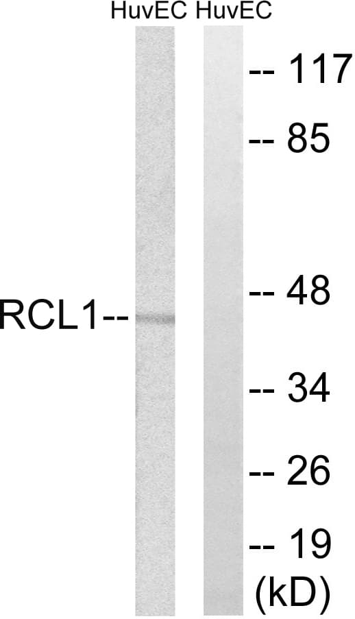 RCL1 Antibody (aa324-373)
