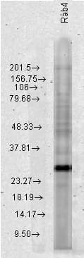 IHC-plus™ RAB4A / RAB4 Antibody