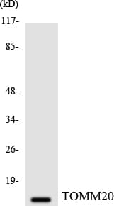 TOMM20 Antibody (aa47-96)