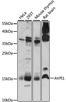 AVPI1 Antibody