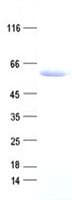 Human DNMT3L Protein (Recombinant DDK,C-terminus)