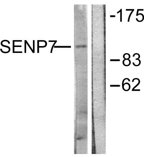 SENP7 Antibody