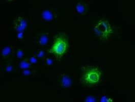 EFNA2 / Ephrin A2 Antibody (clone OTI2D6, Carrier-free)