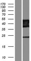 GRSF1 Protein (Over-Expression Lysate Myc-DDK (Flag))
