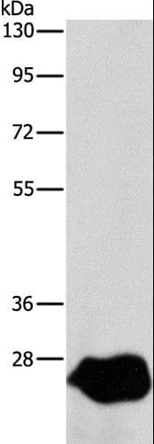 Latexin / MUM Antibody
