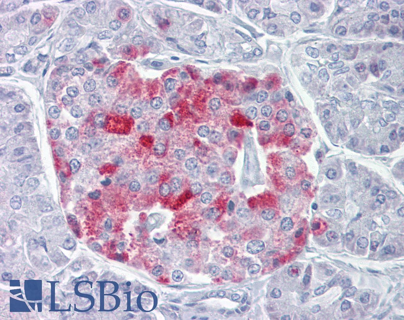 PCSK1 Antibody (aa683-732)