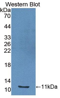IGF1 Antibody (aa49-118, Cy3)