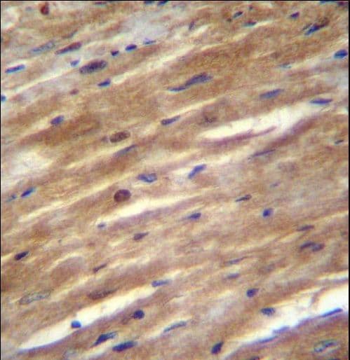 FSD2 Antibody (aa61-89)