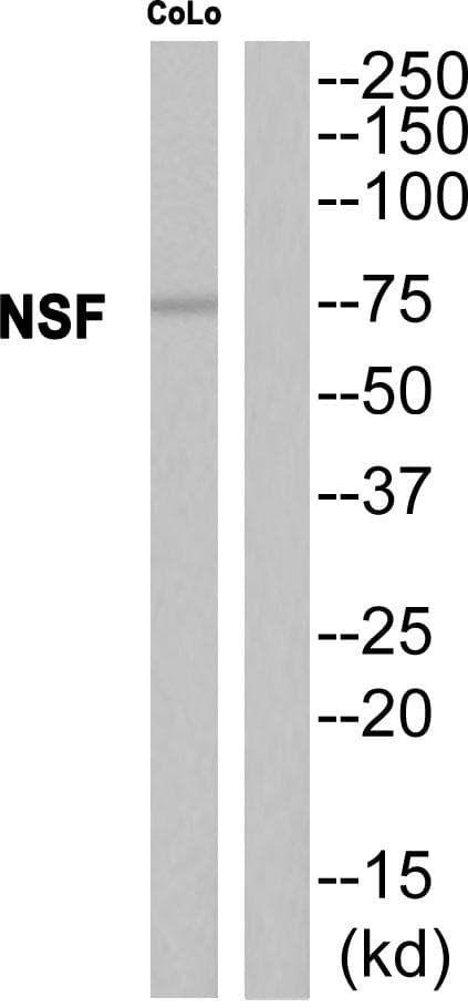 NSF Antibody