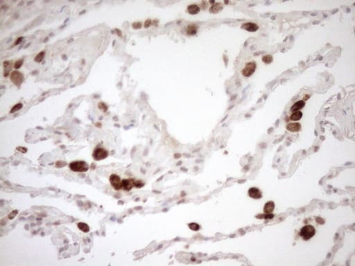 Monoclonal Mouse anti-Human CWC27 Antibody (clone OTI2D1, Carrier-free, aa145-472, IHC, WB)