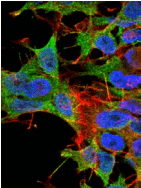 Monoclonal Mouse anti-Rat KCNK3 / OAT1 Antibody (clone S374-48, IF, WB)