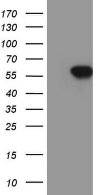 SOX9 Antibody (aa1-205, clone OTI2H10)
