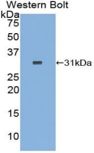 RFNG Antibody (aa68-312)