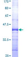 Human TRAF3IP2 / ACT1 Protein (Recombinant GST, N-terminus)