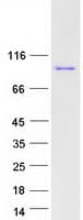 Human ANKZF1 Protein (Recombinant Myc-DDK (Flag))