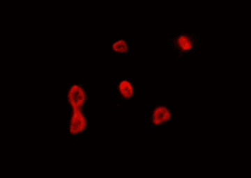 Polyclonal Rabbit anti-Human CCNB1IP1 Antibody (IF, WB)