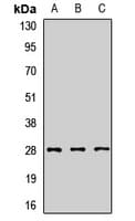 SNRPA1 Antibody