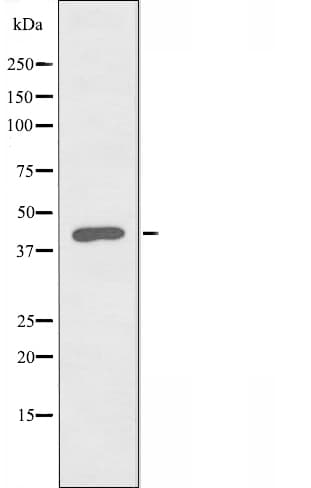 AARSD1 Antibody