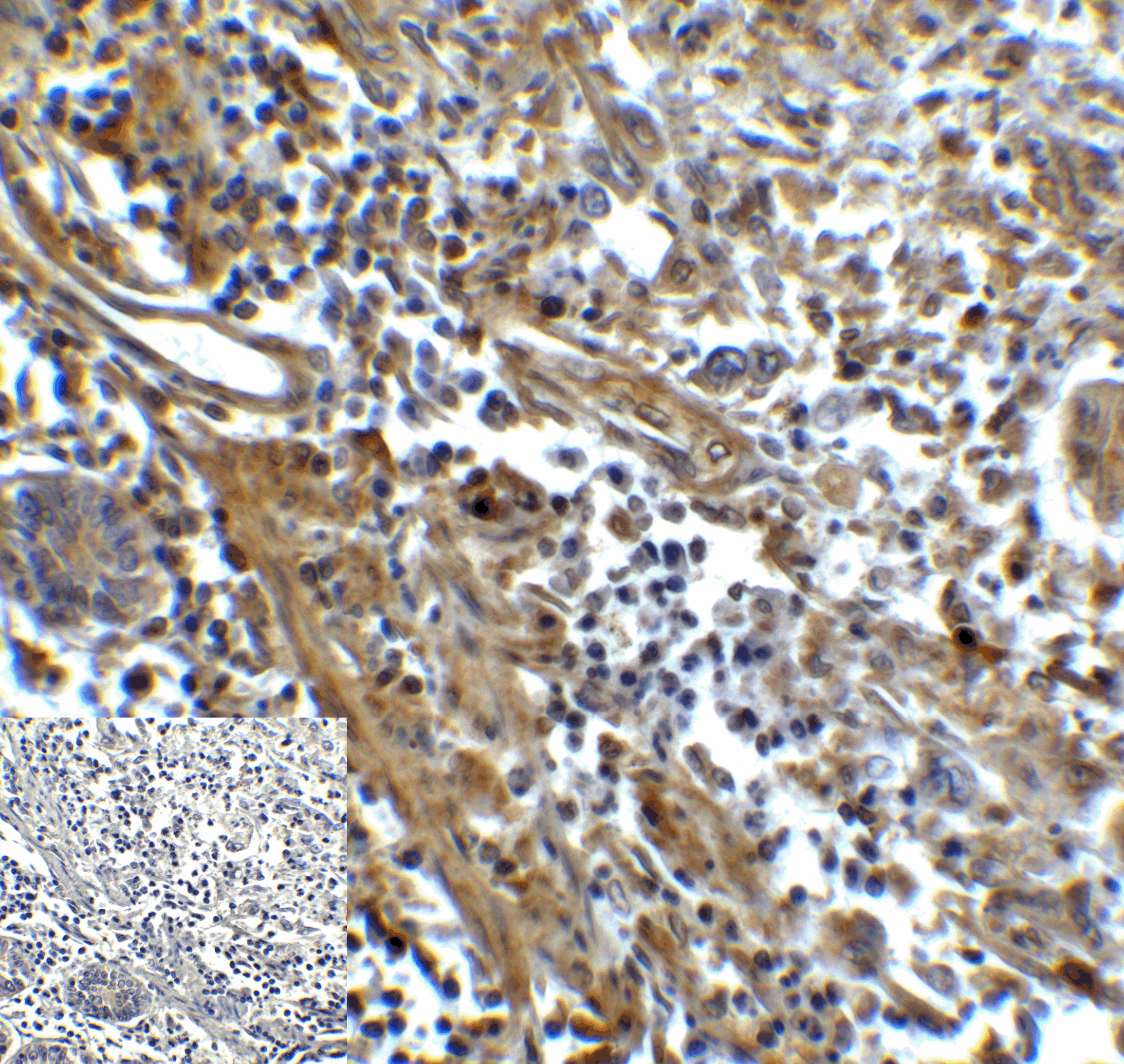 HAVCR2 / TIM-3 Antibody (clone 2A6)