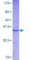 Human SYCN Protein (Recombinant GST)