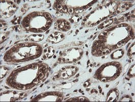 CXorf26 Antibody (clone OTI5A11)