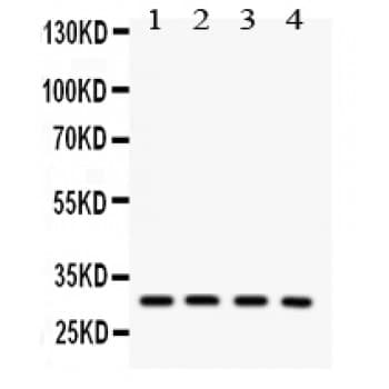 SNRPN Antibody (aa11-39)
