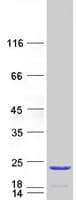 Human TPPP2 Protein (Recombinant Myc-DDK (Flag))