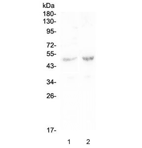 Polyclonal Rabbit anti-Human LP-PLA2 / PLA2G7 Antibody (WB)