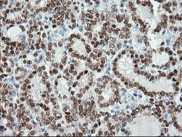 MSI1 / Musashi 1 Antibody (clone OTI1G8, Carrier-free)