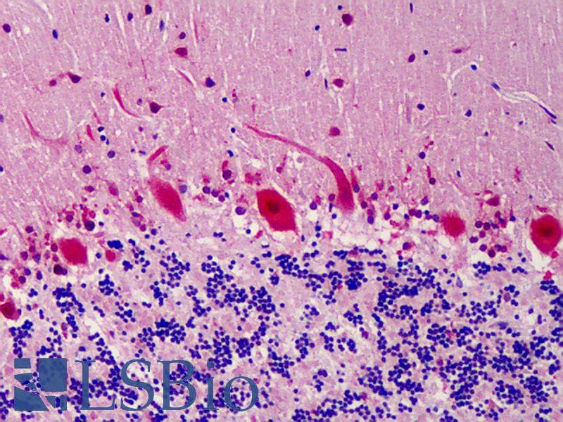 IHC-plus™ Monoclonal Mouse anti-Mouse COPS5 / JAB1 Antibody (clone 8H8.5, Preservative Free, IHC, WB)