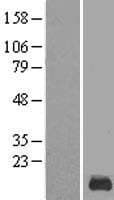 KRTAP12-1 Protein (Over-Expression Lysate Myc-DDK (Flag))