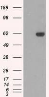Monoclonal Mouse anti-Human STK39 / SPAK Antibody (clone OTI2E10, IHC, WB)
