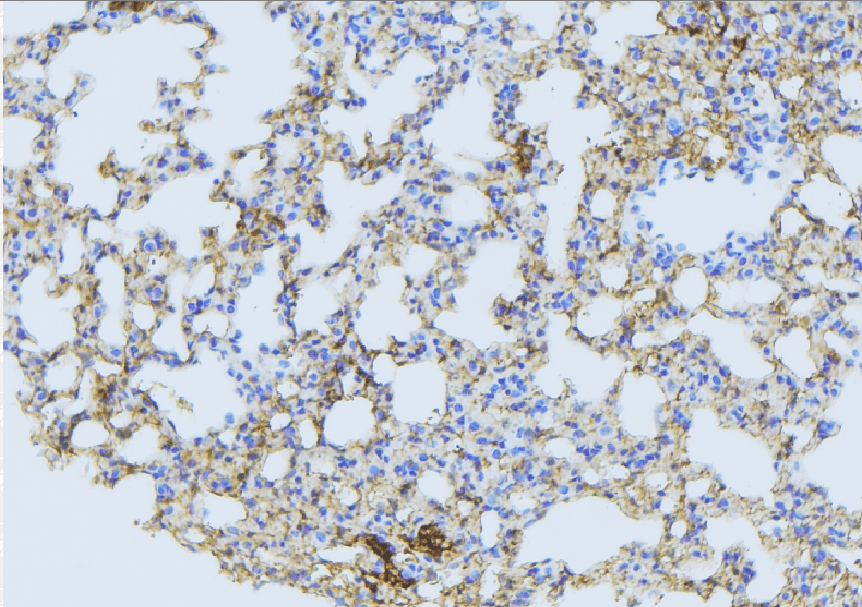 MARCH3 Antibody