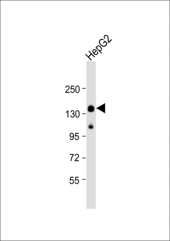 LRPPRC Antibody (C-Terminus)