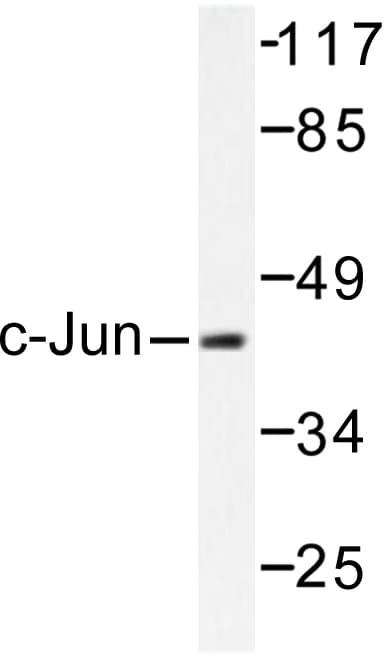JUN / c-Jun Antibody (Asn85)