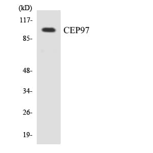 Polyclonal Rabbit anti-Human CEP97 Antibody (aa568-617, WB)