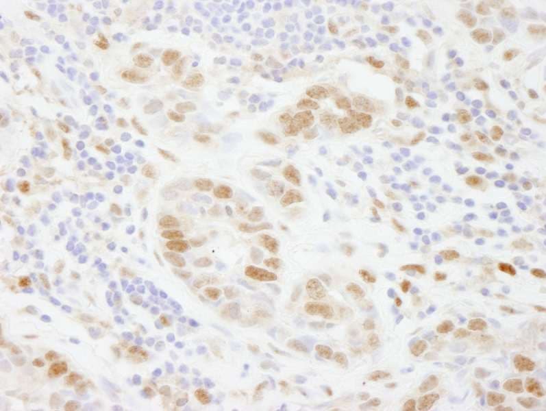 POLD3 Antibody (aa325-375)