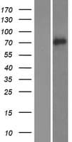 VASN / Vasorin Protein (Over-Expression Lysate Myc-DDK (Flag))